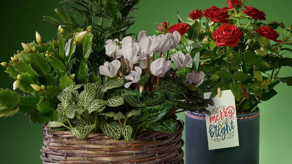 ChristmasPlants