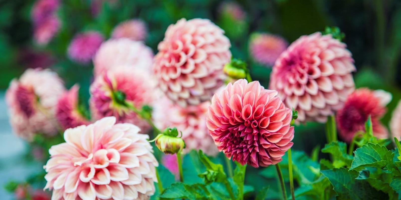 Dahlia