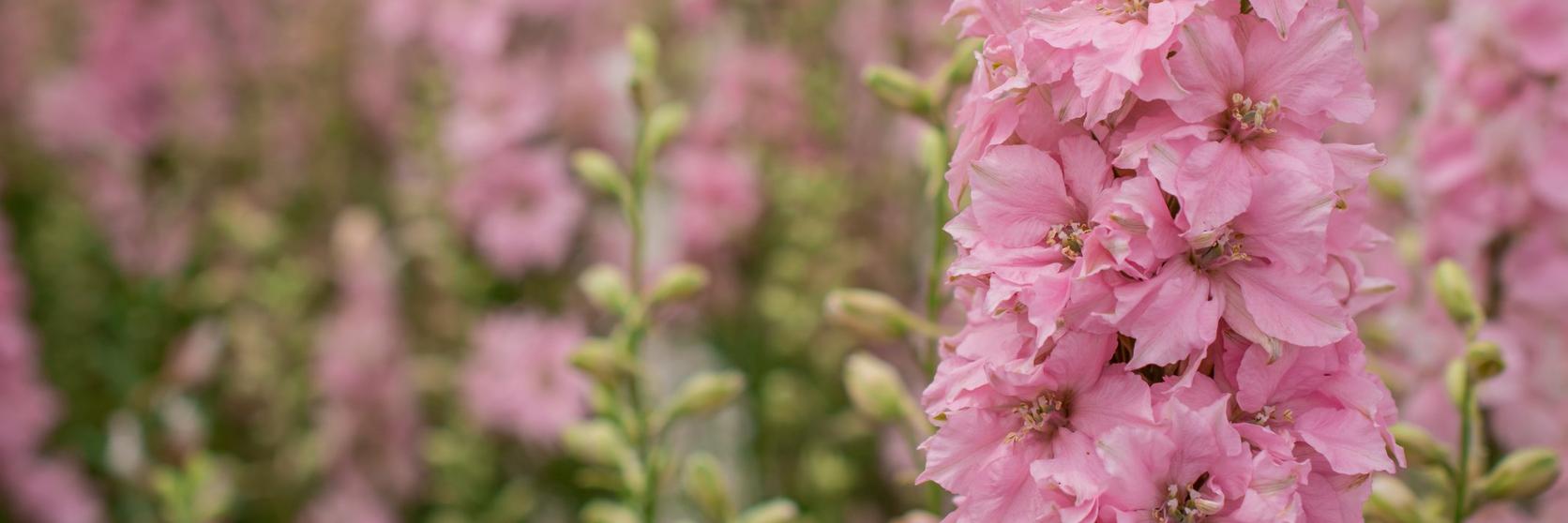 delphinium_astolat