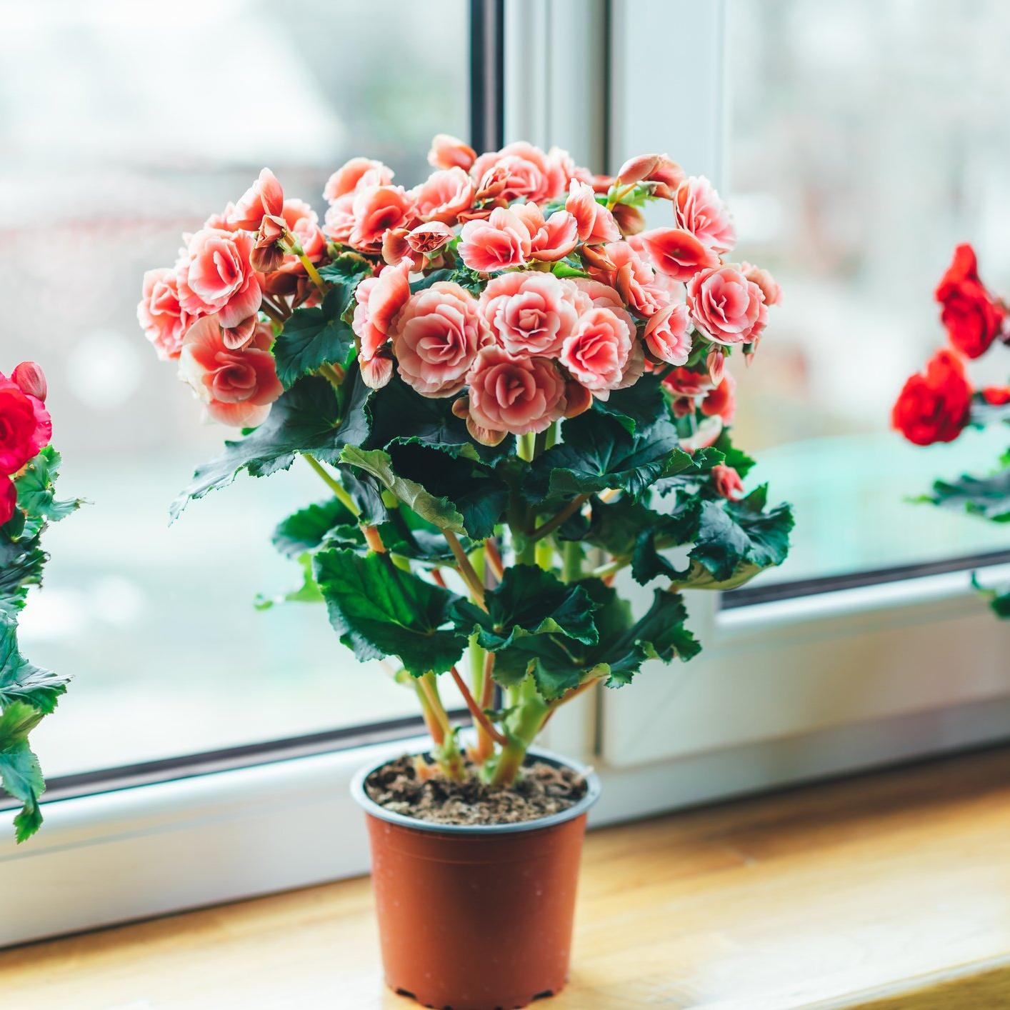 Flowering-begonias