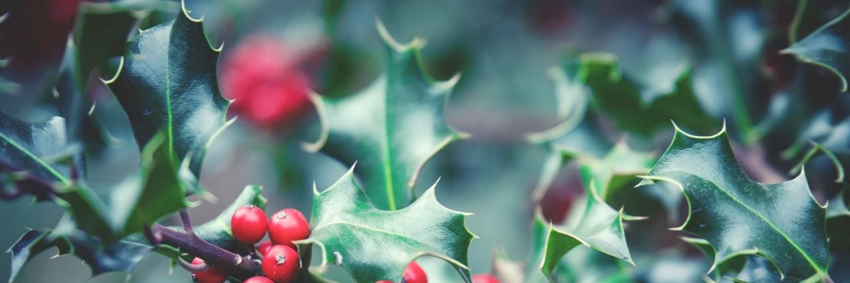 Holly-green-red