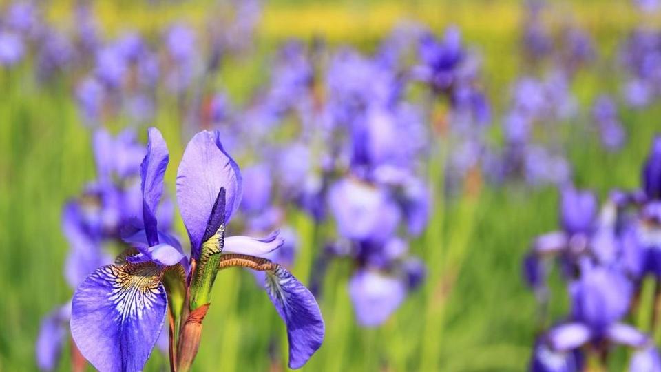 Iris
