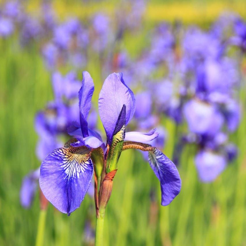 Iris
