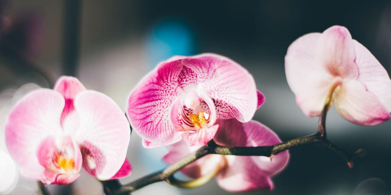 Orchid