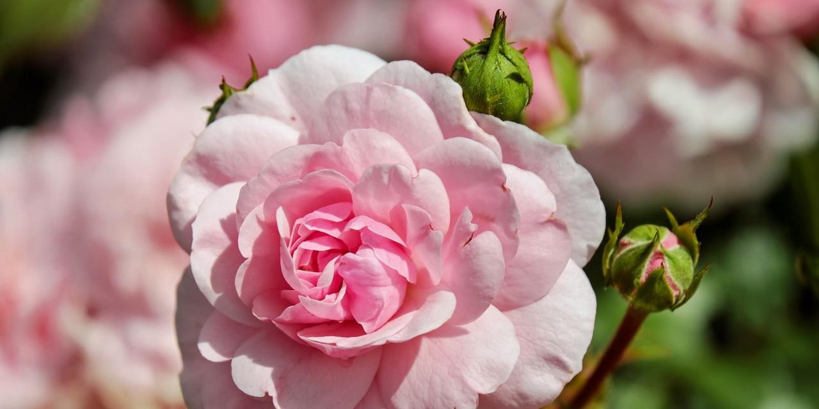 Pink-flowers-3