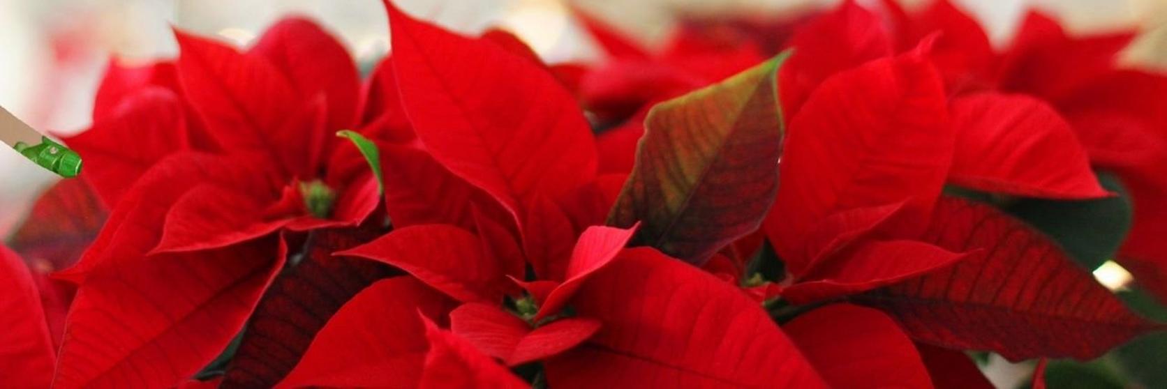 Poinsettia & lights