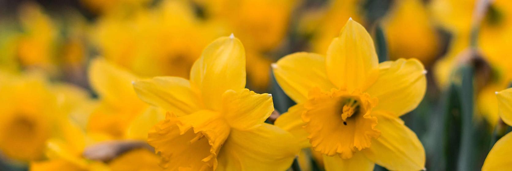spring-flowers-ff-1
