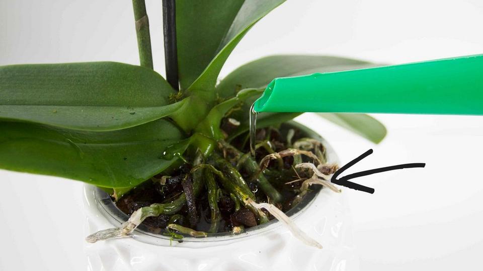 watering-plant-care